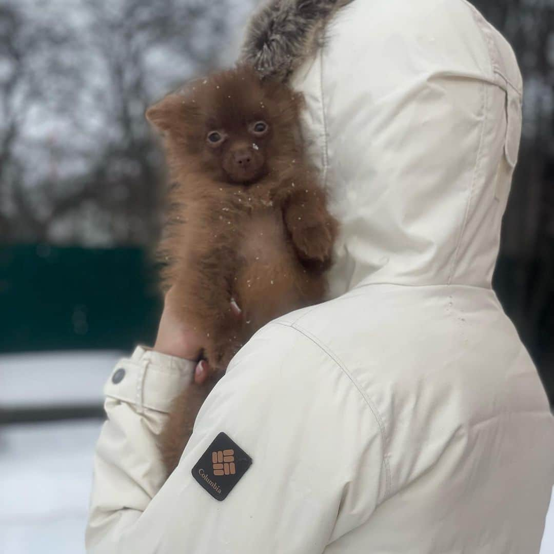 Puppy For Sale.さんのインスタグラム写真 - (Puppy For Sale.Instagram)「Very beautiful tiny Pomeranian boy of rare chocolate color 😊👍  ⠀  No flaws 🥰  Очень красивый мальчик померанского шпица редкого шоколадного  окраса 😊👍 ⠀ Без недостатков 🥰 ⠀ ___ ⠀ Следите за нашими обновлениями и подписывайтесь👇 @artsimpatiya ⠀ Больше информации, фото и видео: Директ, на личном сайте питомника Арт Симпатия: www.artsimpatiya.ru ⠀」3月4日 22時36分 - artsimpatiya