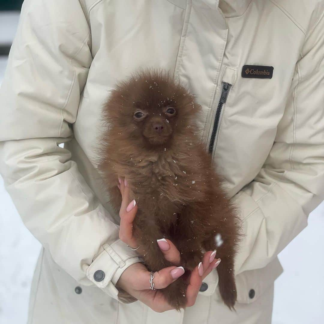 Puppy For Sale.さんのインスタグラム写真 - (Puppy For Sale.Instagram)「Very beautiful tiny Pomeranian boy of rare chocolate color 😊👍  ⠀  No flaws 🥰  Очень красивый мальчик померанского шпица редкого шоколадного  окраса 😊👍 ⠀ Без недостатков 🥰 ⠀ ___ ⠀ Следите за нашими обновлениями и подписывайтесь👇 @artsimpatiya ⠀ Больше информации, фото и видео: Директ, на личном сайте питомника Арт Симпатия: www.artsimpatiya.ru ⠀」3月4日 22時36分 - artsimpatiya