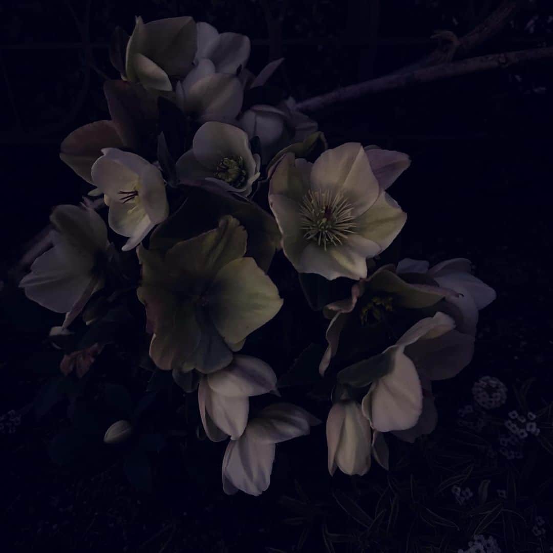 村田沙耶香さんのインスタグラム写真 - (村田沙耶香Instagram)「あたたかい夜に少し歩きました。」3月4日 22時55分 - sayaka_murata_