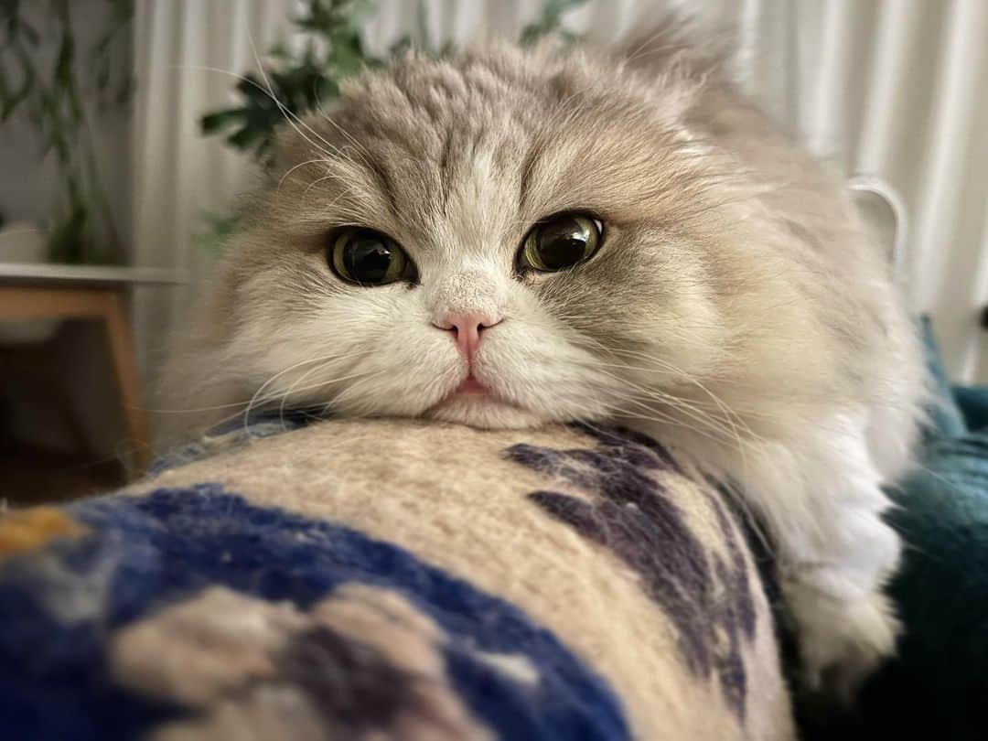 詩丸さんのインスタグラム写真 - (詩丸Instagram)「にゃむにゃむ… おやすみにゃ🌙 みんにゃ、あったくして寝るにゃ…😴💤  Good night, stay warm.. 😴💤  Utamaru🦉🌟」3月5日 0時21分 - utamaruru