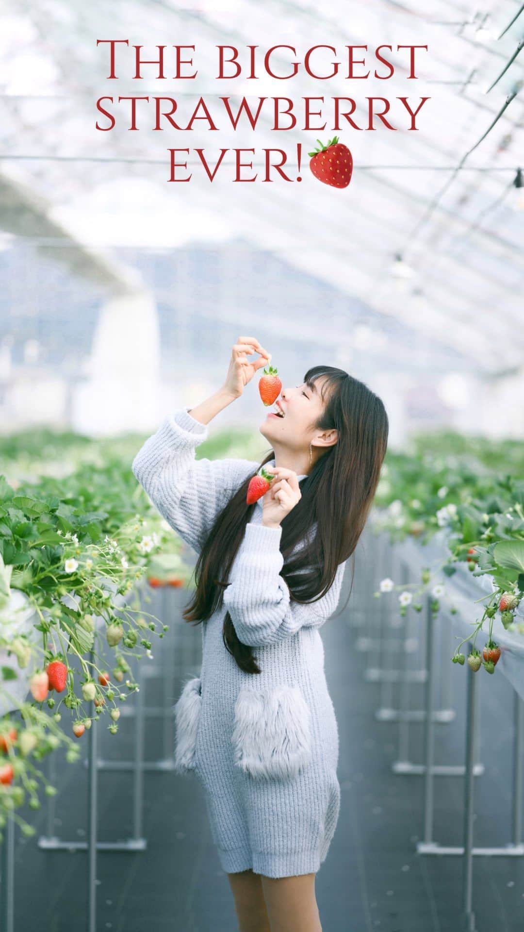 のインスタグラム：「【Biggest strawberry ever!】  Have you seen an ichigo 🍓 THIS BIG??😱  This is @tanaberry_farm2015 in Higashiomi City, offering up to 6 different types of strawberries for picking!  📍Higashiomi City, Shiga Prefecture   Higashiomi City is easily accessed from both Tokyo and Kansai. From Tokyo, take the Shinkansen to Maibara Station, and then take the local line (18mins) to Notogawa Station.  From Kyoto Station, it’s about 40-mins away on the Biwako Line. @higashiomi_tourism_association」