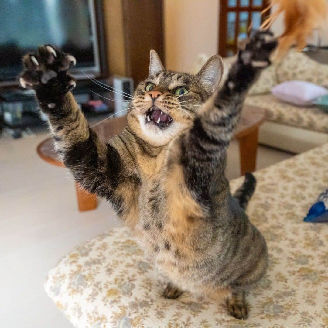 マアルさんのインスタグラム写真 - (マアルInstagram)「きんたろう&ちろる&あられ&よもぎさん御一行 #🐈 #北海道 #旭川市 #猫専用ペットシッター #マアル #ねこは人を笑顔にする #猫好きさんと繋がりたい #ねこのいる生活 #猫のいる暮らし #nekoclub #catsofinstagram #cats_of_world #catstagram #ig_japan #excellent_kittens #topcatphoto #bestrew #exclusive_cats #ig_catclub #cat_features #meowbox #kings_cats #pocket_pets #happycatclub #cutecatshow #catloversclub」3月5日 7時05分 - psmaaru