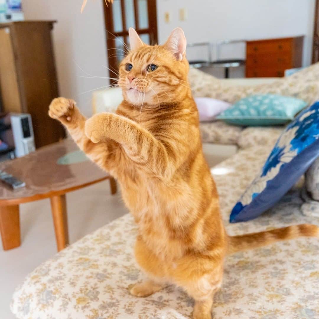 マアルさんのインスタグラム写真 - (マアルInstagram)「きんたろう&ちろる&あられ&よもぎさん御一行 #🐈 #北海道 #旭川市 #猫専用ペットシッター #マアル #ねこは人を笑顔にする #猫好きさんと繋がりたい #ねこのいる生活 #猫のいる暮らし #nekoclub #catsofinstagram #cats_of_world #catstagram #ig_japan #excellent_kittens #topcatphoto #bestrew #exclusive_cats #ig_catclub #cat_features #meowbox #kings_cats #pocket_pets #happycatclub #cutecatshow #catloversclub」3月5日 7時05分 - psmaaru