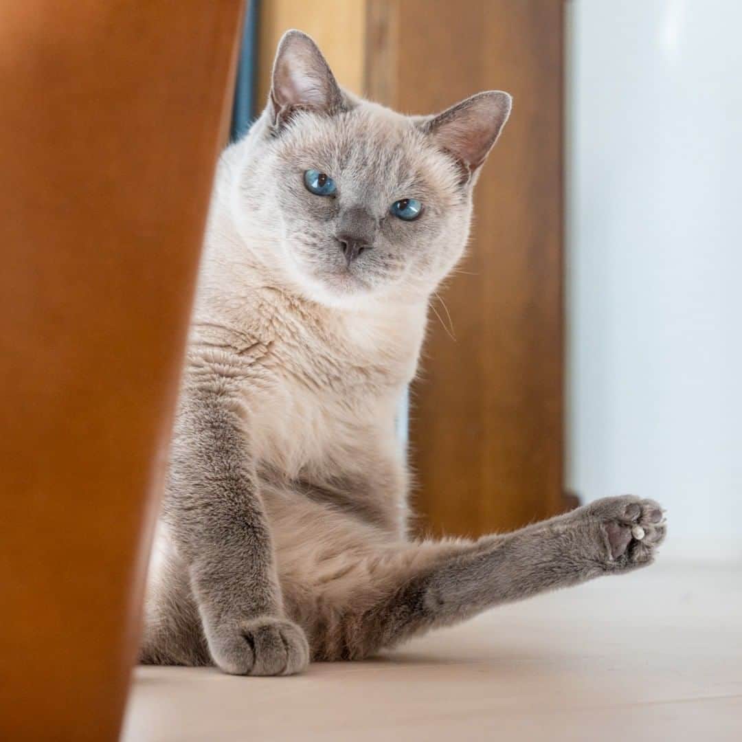 マアルさんのインスタグラム写真 - (マアルInstagram)「きんたろう&ちろる&あられ&よもぎさん御一行 #🐈 #北海道 #旭川市 #猫専用ペットシッター #マアル #ねこは人を笑顔にする #猫好きさんと繋がりたい #ねこのいる生活 #猫のいる暮らし #nekoclub #catsofinstagram #cats_of_world #catstagram #ig_japan #excellent_kittens #topcatphoto #bestrew #exclusive_cats #ig_catclub #cat_features #meowbox #kings_cats #pocket_pets #happycatclub #cutecatshow #catloversclub」3月5日 7時05分 - psmaaru