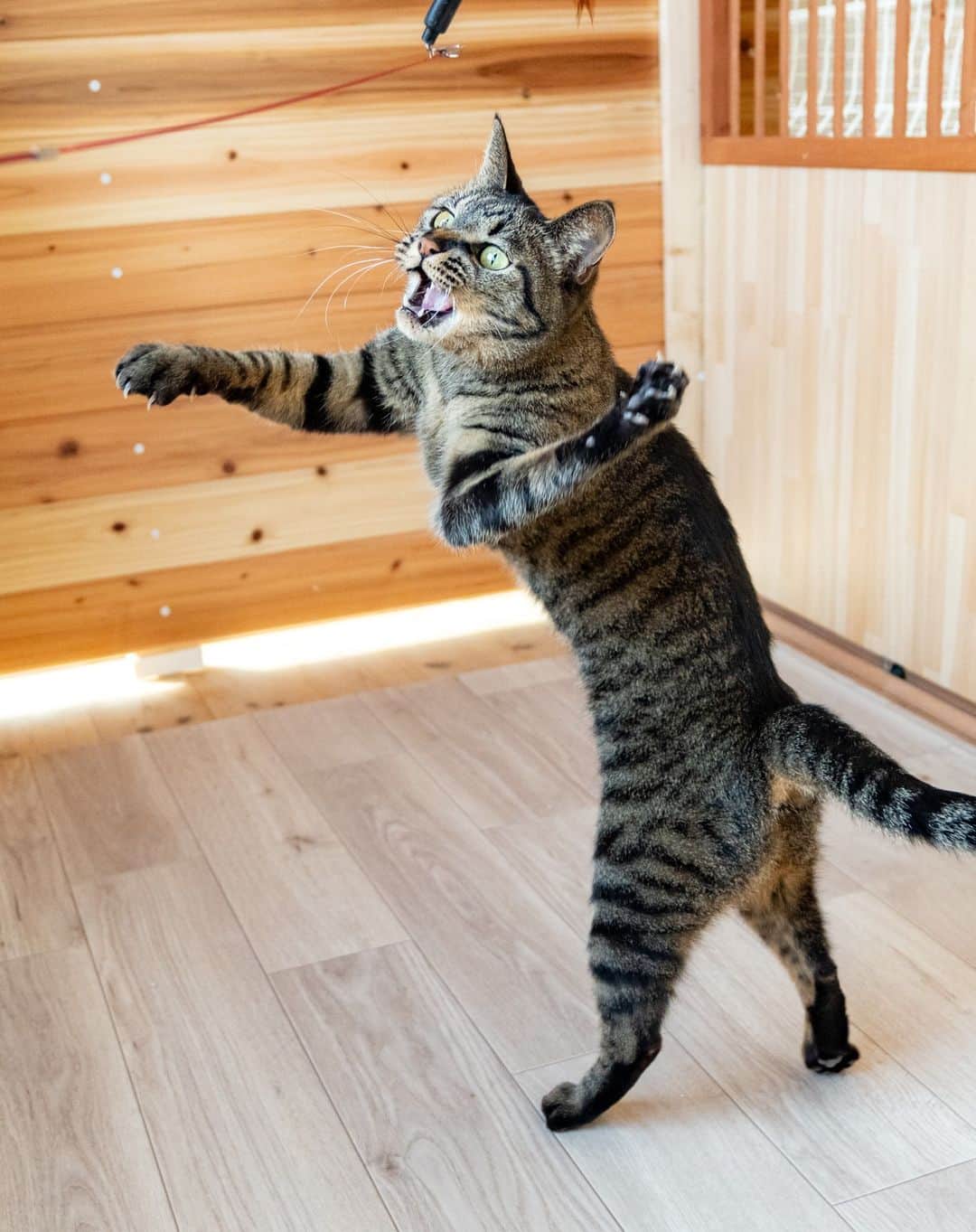 マアルさんのインスタグラム写真 - (マアルInstagram)「しー&くー&オレオさん御一行 #🐈 #北海道 #旭川市 #猫専用ペットホテル #マアル #ねこは人を笑顔にする #猫好きさんと繋がりたい #ねこのいる生活 #猫のいる暮らし #nekoclub #catsofinstagram #cats_of_world #catstagram #ig_japan #excellent_kittens #topcatphoto #bestrew #exclusive_cats #ig_catclub #cat_features #meowbox #kings_cats #pocket_pets #happycatclub #cutecatshow #catloversclub 1日前」3月5日 7時24分 - psmaaru