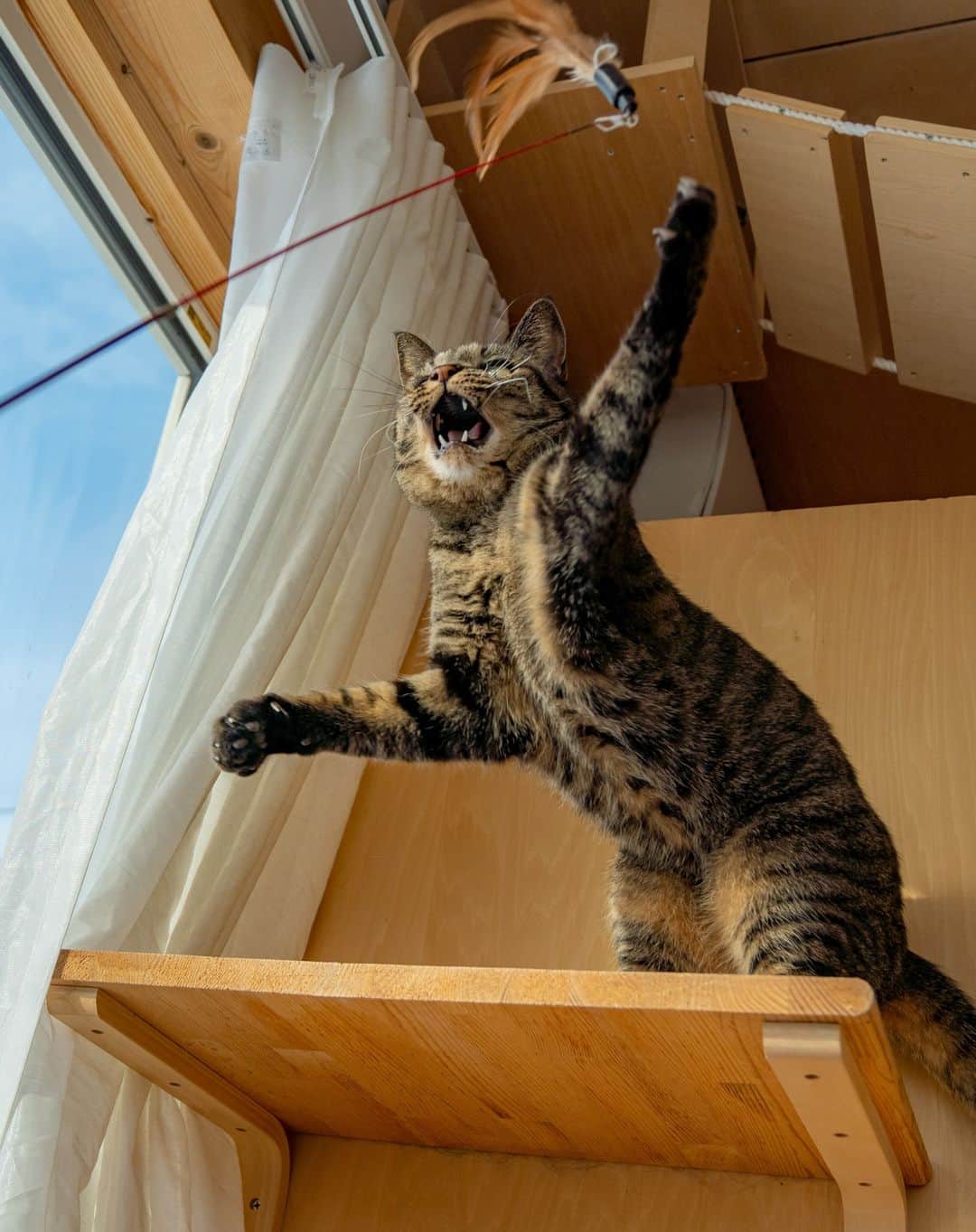 マアルさんのインスタグラム写真 - (マアルInstagram)「しー&くー&オレオさん御一行 #🐈 #北海道 #旭川市 #猫専用ペットホテル #マアル #ねこは人を笑顔にする #猫好きさんと繋がりたい #ねこのいる生活 #猫のいる暮らし #nekoclub #catsofinstagram #cats_of_world #catstagram #ig_japan #excellent_kittens #topcatphoto #bestrew #exclusive_cats #ig_catclub #cat_features #meowbox #kings_cats #pocket_pets #happycatclub #cutecatshow #catloversclub 1日前」3月5日 7時24分 - psmaaru