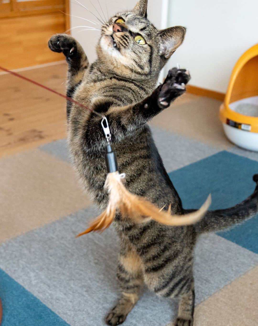 マアルさんのインスタグラム写真 - (マアルInstagram)「しー&くー&オレオさん御一行 #🐈 #北海道 #旭川市 #猫専用ペットホテル #マアル #ねこは人を笑顔にする #猫好きさんと繋がりたい #ねこのいる生活 #猫のいる暮らし #nekoclub #catsofinstagram #cats_of_world #catstagram #ig_japan #excellent_kittens #topcatphoto #bestrew #exclusive_cats #ig_catclub #cat_features #meowbox #kings_cats #pocket_pets #happycatclub #cutecatshow #catloversclub 1日前」3月5日 7時24分 - psmaaru