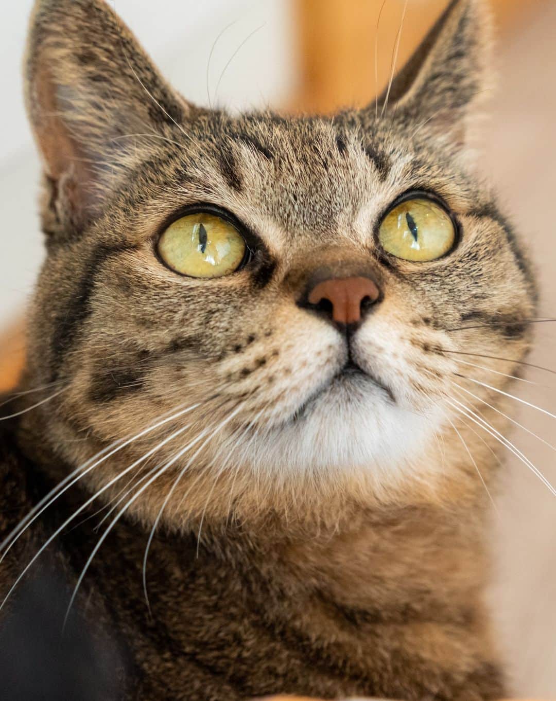 マアルさんのインスタグラム写真 - (マアルInstagram)「しー&くー&オレオさん御一行 #🐈 #北海道 #旭川市 #猫専用ペットホテル #マアル #ねこは人を笑顔にする #猫好きさんと繋がりたい #ねこのいる生活 #猫のいる暮らし #nekoclub #catsofinstagram #cats_of_world #catstagram #ig_japan #excellent_kittens #topcatphoto #bestrew #exclusive_cats #ig_catclub #cat_features #meowbox #kings_cats #pocket_pets #happycatclub #cutecatshow #catloversclub 1日前」3月5日 7時24分 - psmaaru