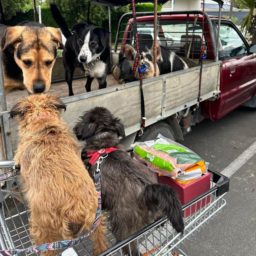 Digby & Aloのインスタグラム：「when you make unlikely friends on a trip to @mitre10nz 🐶🐶🐷」