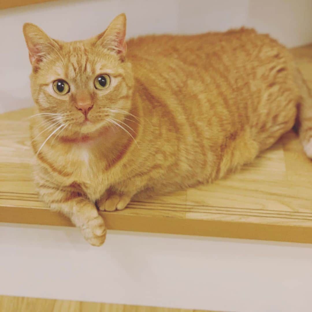 増渕竜義のインスタグラム：「最近の、る〜さん🐈 歳をとりました👨🏻‍🦳😼  #ねこ#猫#マンチカン」