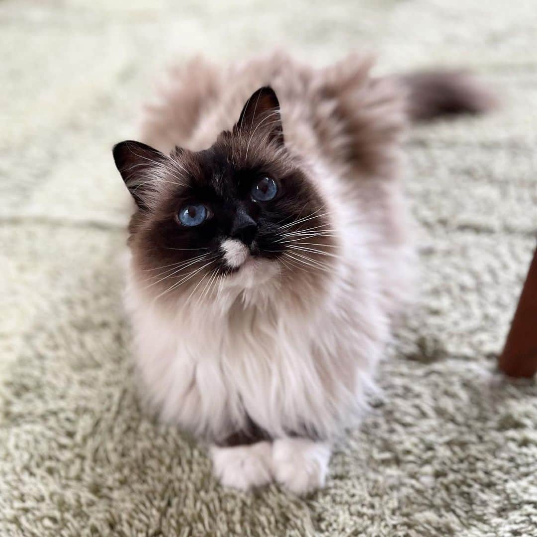 takegaeruのインスタグラム：「おすましきゃわたん😸  #cat #猫 #ragdoll #ラグドール #ホワイトポッチーズ」