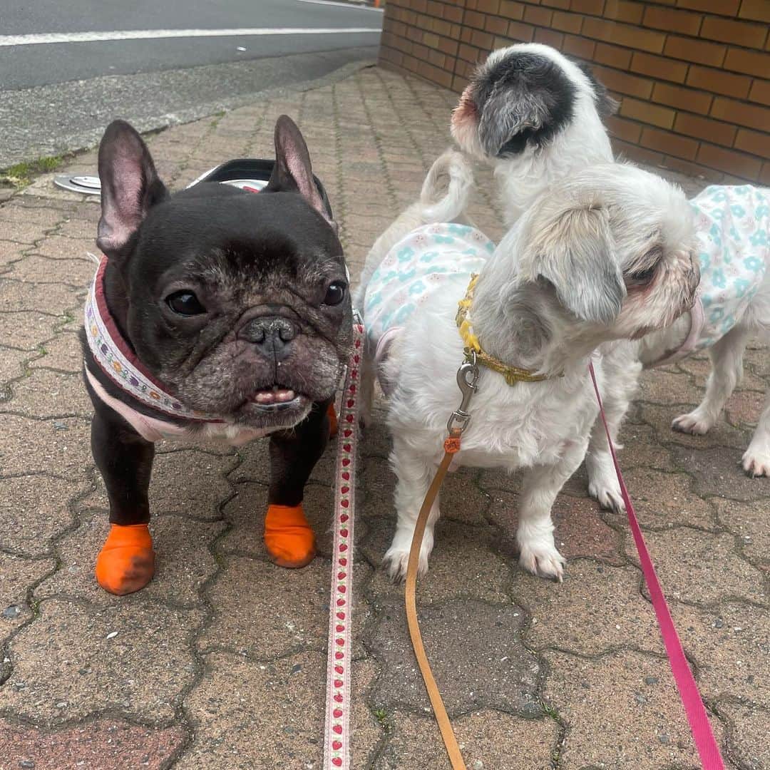 水沢史絵さんのインスタグラム写真 - (水沢史絵Instagram)「も誕生日散歩🐾 道行く人にお誕生日おめでとうと撫でてもらったもっちゃんでした。 ケーキ屋さんで買ったケーキは飼い主が全部食べました🎂   #frenchbulldog  #もっちゃん #フレンチブルドッグ」3月5日 19時50分 - mizusawafumie