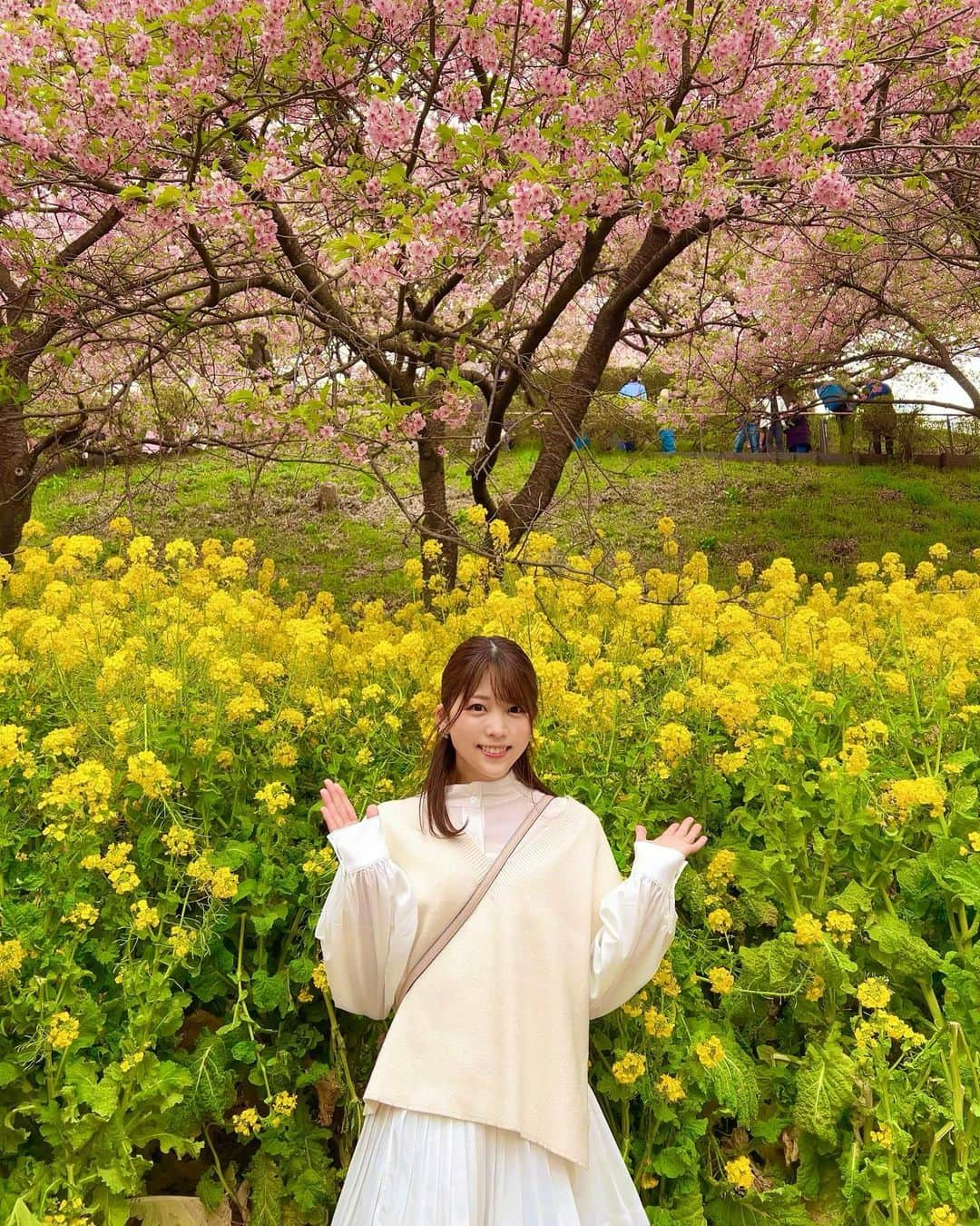 村上麻莉奈のインスタグラム：「春だね〜🌸 ・ ・ ・ #河津桜#まつだ桜まつり#松田桜まつり#まつだ桜まつり2023#西平畑公園#松田山ハーブガーデン#松田山ハーブガーデン西平畑公園 #関東の富士見百景#菜の花#菜の花畑 #春の景色#花畑#葉桜#あぐりパーク嵯峨山苑 #cherryblossom #sakura#cherryblossomfestival #cherryblossomseason #cherryblossomviewing#rapeblossoms#rapeflower#canolaflower#celerycabbage#brassicanapus#fieldofbrassicanapus#visitjapan#fieldofrapeblossoms#fielsofcanolaflower#canolaflowerfields#canolaflowerfield」