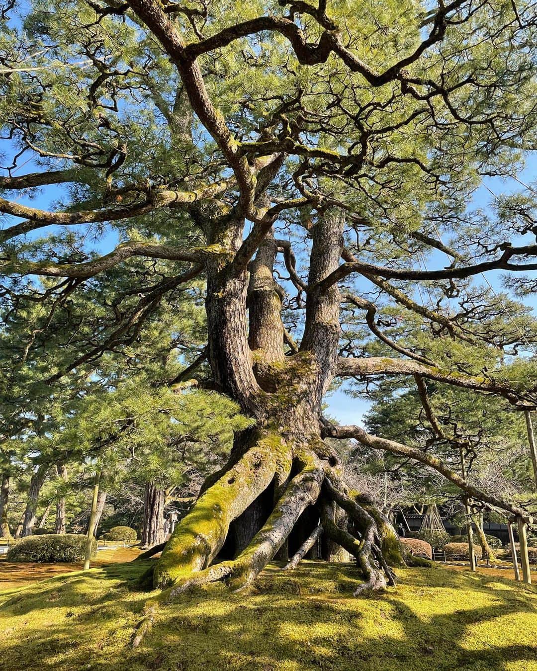 石橋遼大（四千頭身）さんのインスタグラム写真 - (石橋遼大（四千頭身）Instagram)「金沢営業の合間に コカドさんと日本三代庭園の 兼六園を散歩してきました ・ #桜の木の下で写真 #枝が綺麗でした #梅林の隣で写真 #枝が綺麗でした #根上松 #これ本当に凄かった #神秘的 #兼六園 #空気ずっと美味しかった」3月5日 20時15分 - 4000ishibashi