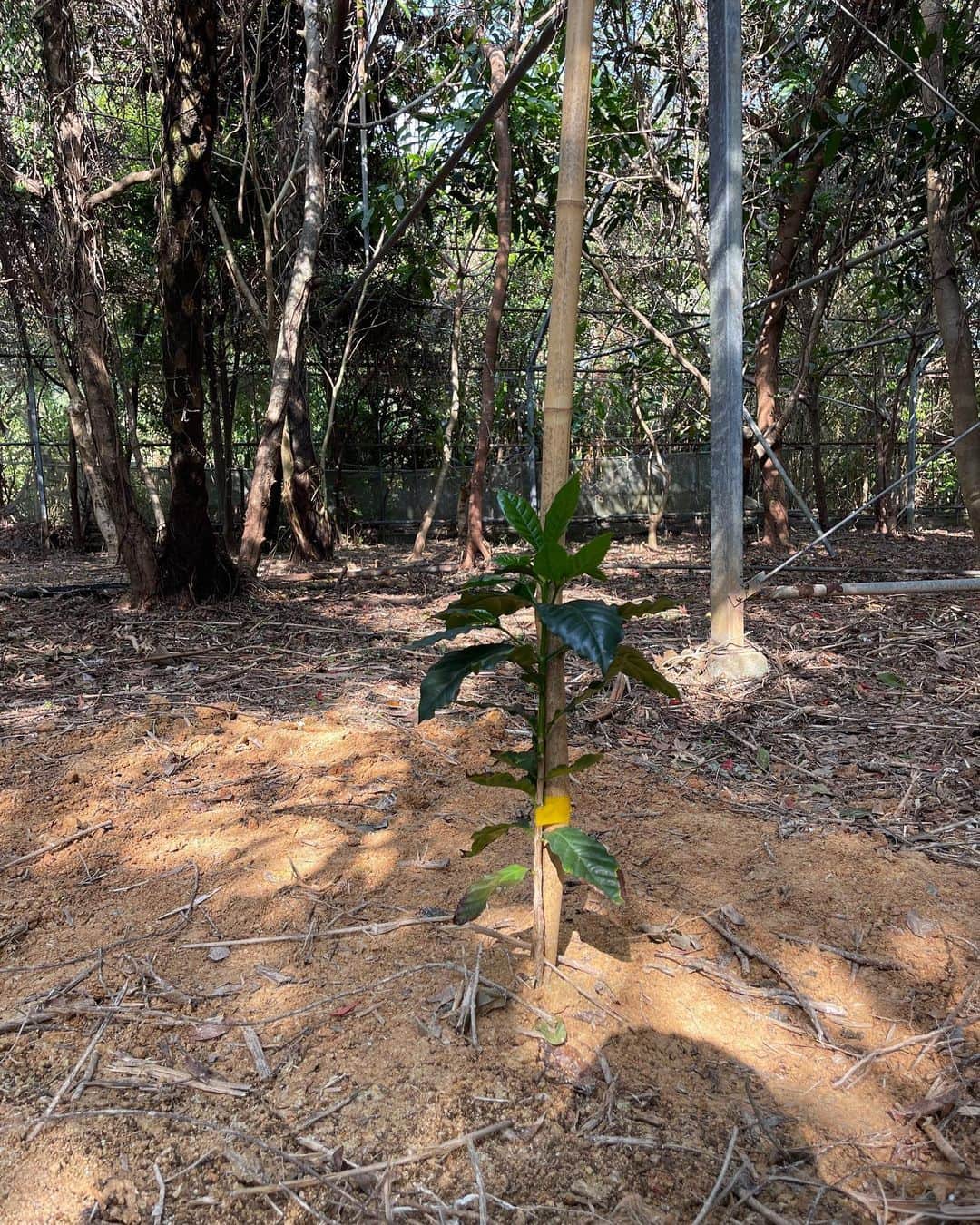 高原直泰さんのインスタグラム写真 - (高原直泰Instagram)「うるま市石川の耕作放棄ビニールハウス。 200本は植えれると思うのでどんどん植えていきます。 今回はアラビカとロブスタ。 ロブスターを植えるのは初めてになります。 #沖縄コーヒー #アラビカ種  #ロブスタ種 #工作放棄ビニールハウス #沖縄sv」3月5日 12時03分 - takahara.osv