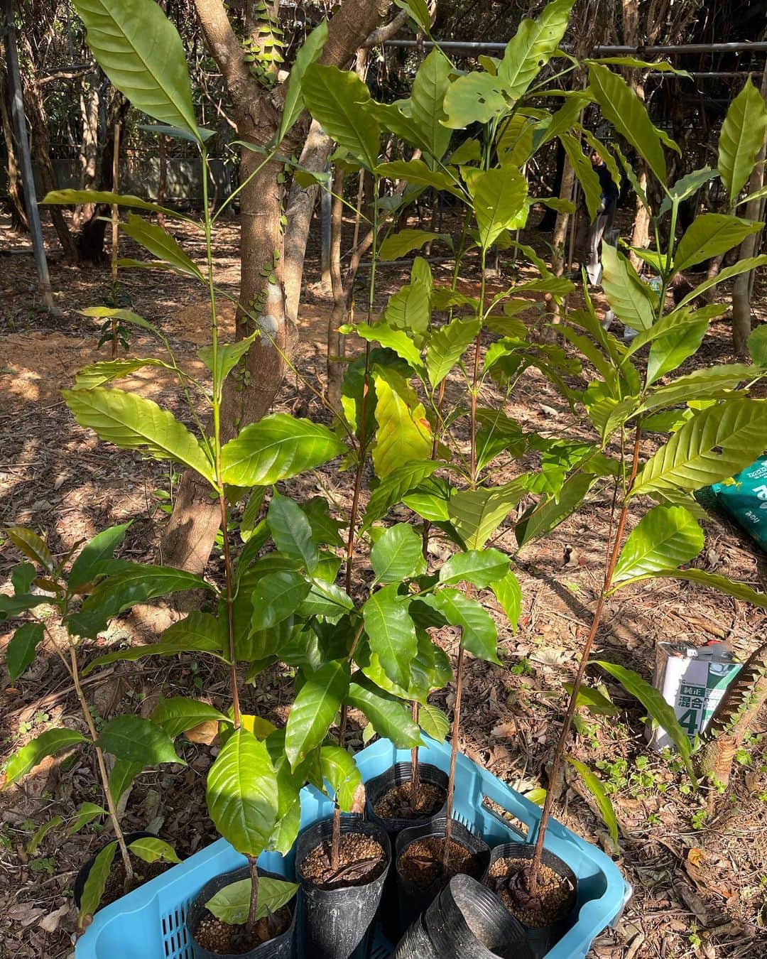 高原直泰さんのインスタグラム写真 - (高原直泰Instagram)「うるま市石川の耕作放棄ビニールハウス。 200本は植えれると思うのでどんどん植えていきます。 今回はアラビカとロブスタ。 ロブスターを植えるのは初めてになります。 #沖縄コーヒー #アラビカ種  #ロブスタ種 #工作放棄ビニールハウス #沖縄sv」3月5日 12時03分 - takahara.osv