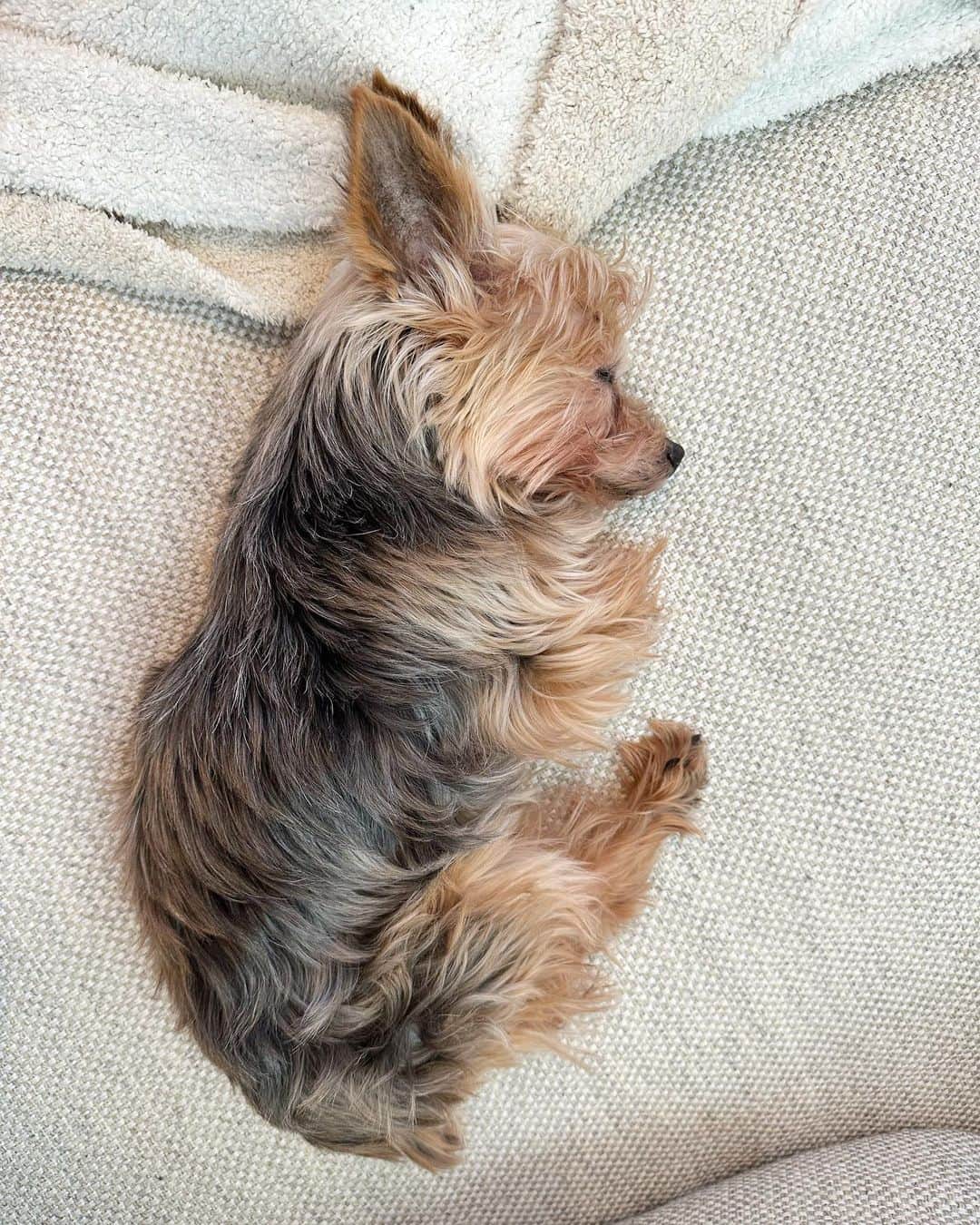 ririのインスタグラム：「🐰🐰🐰  うさぎちゃんの休日が 可愛すぎた🫣♥️♥️♥️  リボンモコモコ🎀🐻🎀  #love #dog #yorkie  #ヨーキー #ヨークシャーテリア」