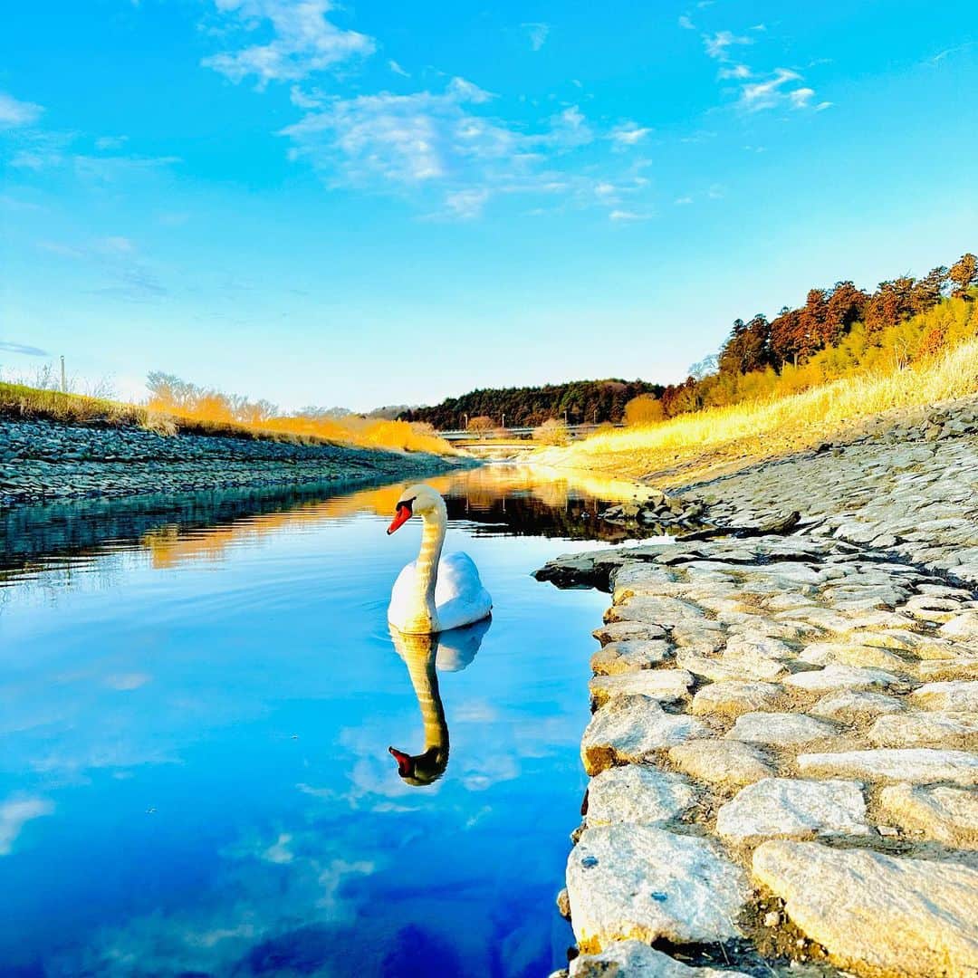 LOVE ME DOのインスタグラム：「#茨城県水戸市 の #偕楽園梅まつり に行って来ました！川に白鳥🦢が！ #運気アップ に #待ち受けにどうぞ」