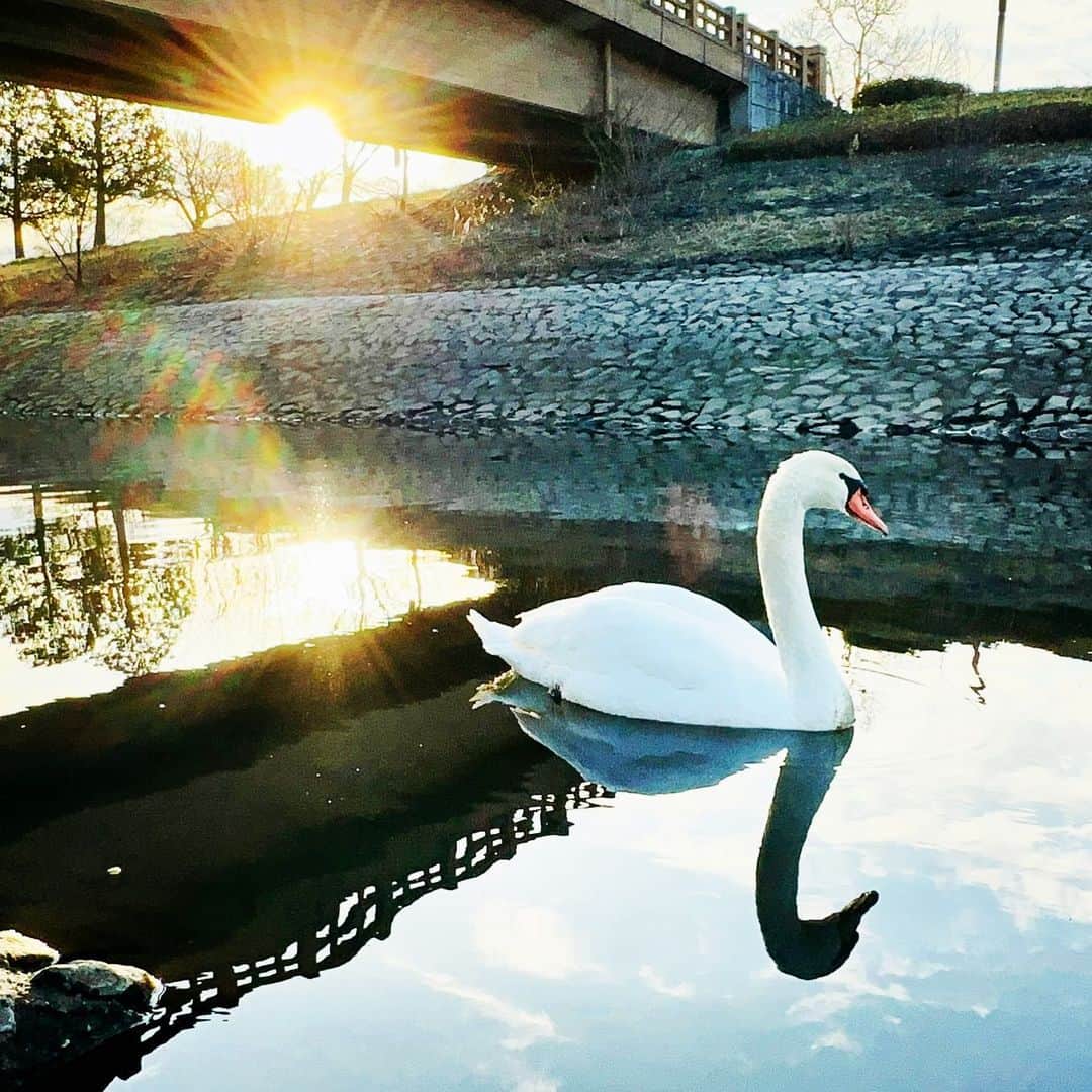 LOVE ME DOのインスタグラム：「#茨城県水戸市 の #偕楽園梅まつり に行って来ました！ 川に白鳥🦢が！ YouTubeでライブ配信してあります。 #12星座別の運勢 見てね！ #運気アップ に #待ち受けにどうぞ #朝日」