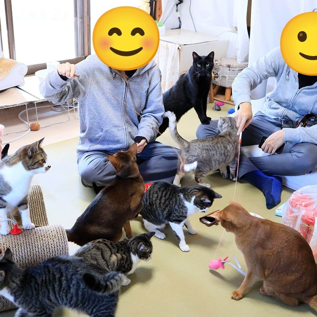 Miaouのインスタグラム：「2023.3.3 香港から日本に旅行で来られた時に、猫部屋へ寄ってくださいました。 私が日本語しか話せないので、私はポケトーク、お相手は少しの日本語とスマホの翻訳機能で話しました。 猫を飼ってらっしゃるようで、扱いがとても上手でしぴはご満悦でした。 お菓子も沢山持ってきてくださり、猫たちも喜んでおりました。 また、来日した時は来てくださいね。  #miaou #みゃう #みゃうの猫部屋  #猫部屋 #猫日記」