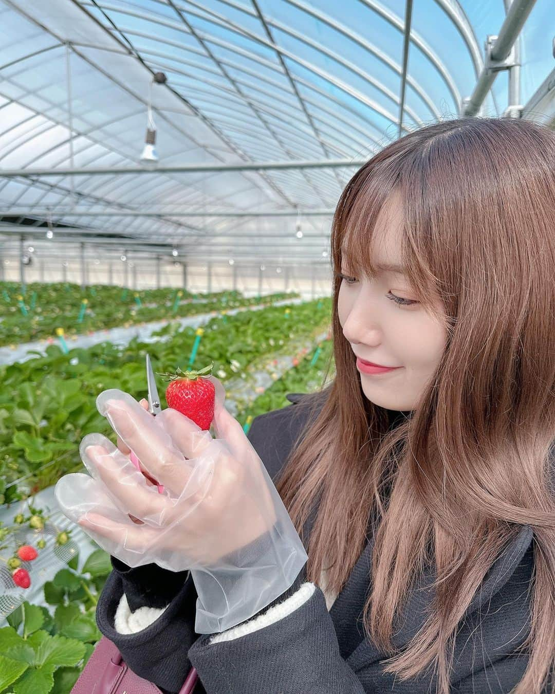 田中菜津美のインスタグラム：「. 今年はプライベートとお仕事で 計2回いちご狩り行けた🍓 . あまおうはやっぱりおいしすぎました . ここは小郡にある白木いちご農園さん おでかけロケでも来たみたいでメンバーのサインが 飾ってあった👏👏 . #いちご狩り #いちご #福岡いちご狩り #小郡市  #白木のいちごしあわせもん #白木いちご」