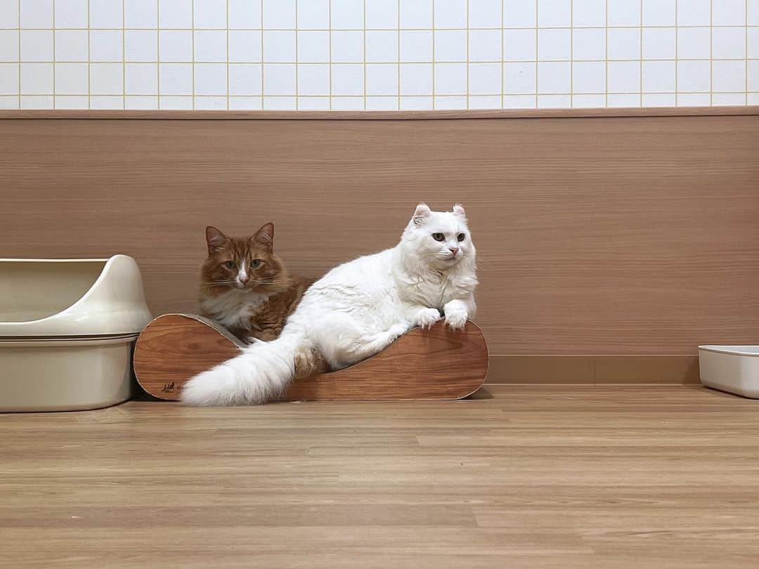 大阪ECO動物海洋専門学校さんのインスタグラム写真 - (大阪ECO動物海洋専門学校Instagram)「charm.学生の推し猫を紹介します！ノルくんとカールくんです！！ 可愛い瞬間を📸 学生広報チームcharm.より  #ノルウェージャンフォレストキャット ルウェージャン #アメリカンカール  #大阪eco動物海洋専門学校#大阪eco  #動物専門学校 #動物園・動物飼育専攻 #動物園公務員専攻 #動物飼育 #動物園 #水族館 #飼育員 #ドルフィントレーナー #アクアリスト #動物看護師 #トリマー #ドッグトレーナー#動物好きと繋がりたい」3月5日 16時47分 - osaka_eco
