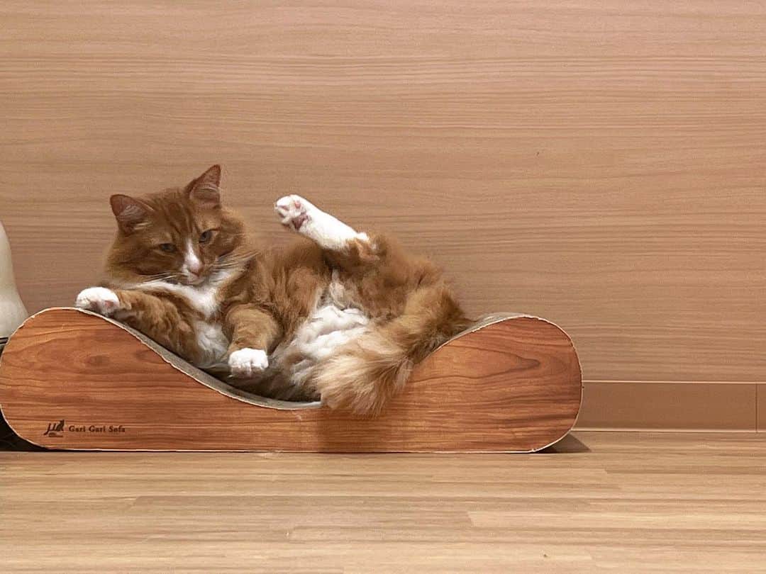 大阪ECO動物海洋専門学校さんのインスタグラム写真 - (大阪ECO動物海洋専門学校Instagram)「charm.学生の推し猫を紹介します！ノルくんとカールくんです！！ 可愛い瞬間を📸 学生広報チームcharm.より  #ノルウェージャンフォレストキャット ルウェージャン #アメリカンカール  #大阪eco動物海洋専門学校#大阪eco  #動物専門学校 #動物園・動物飼育専攻 #動物園公務員専攻 #動物飼育 #動物園 #水族館 #飼育員 #ドルフィントレーナー #アクアリスト #動物看護師 #トリマー #ドッグトレーナー#動物好きと繋がりたい」3月5日 16時47分 - osaka_eco