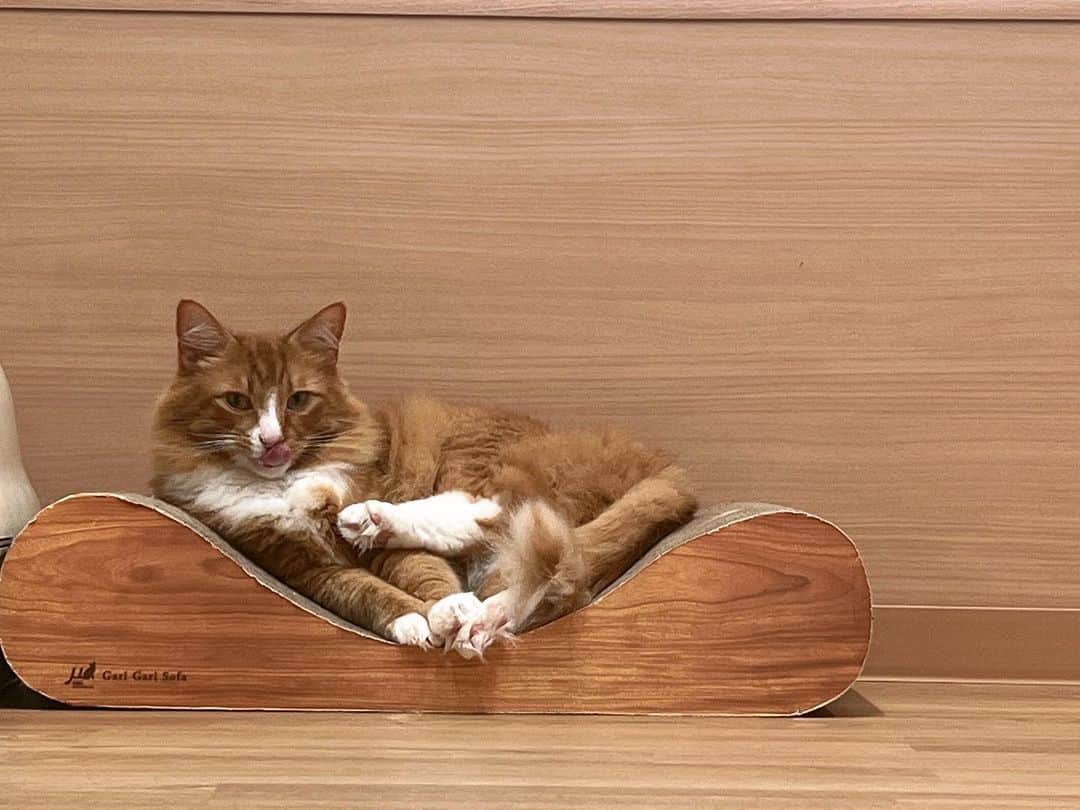 大阪ECO動物海洋専門学校さんのインスタグラム写真 - (大阪ECO動物海洋専門学校Instagram)「charm.学生の推し猫を紹介します！ノルくんとカールくんです！！ 可愛い瞬間を📸 学生広報チームcharm.より  #ノルウェージャンフォレストキャット ルウェージャン #アメリカンカール  #大阪eco動物海洋専門学校#大阪eco  #動物専門学校 #動物園・動物飼育専攻 #動物園公務員専攻 #動物飼育 #動物園 #水族館 #飼育員 #ドルフィントレーナー #アクアリスト #動物看護師 #トリマー #ドッグトレーナー#動物好きと繋がりたい」3月5日 16時47分 - osaka_eco