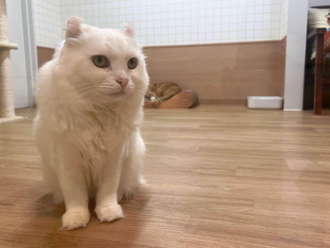 大阪ECO動物海洋専門学校さんのインスタグラム写真 - (大阪ECO動物海洋専門学校Instagram)「charm.学生の推し猫を紹介します！ノルくんとカールくんです！！ 可愛い瞬間を📸 学生広報チームcharm.より  #ノルウェージャンフォレストキャット ルウェージャン #アメリカンカール  #大阪eco動物海洋専門学校#大阪eco  #動物専門学校 #動物園・動物飼育専攻 #動物園公務員専攻 #動物飼育 #動物園 #水族館 #飼育員 #ドルフィントレーナー #アクアリスト #動物看護師 #トリマー #ドッグトレーナー#動物好きと繋がりたい」3月5日 16時47分 - osaka_eco