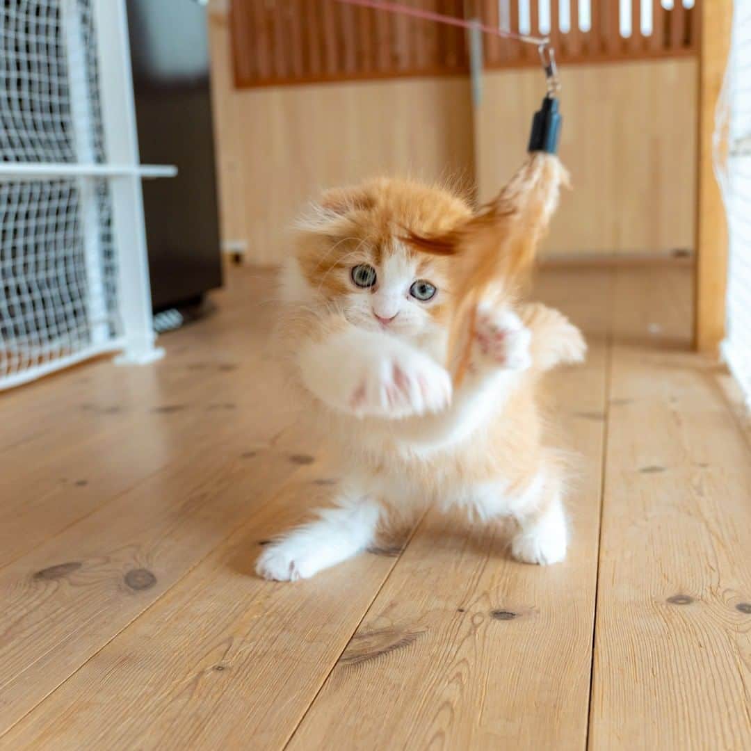 マアルさんのインスタグラム写真 - (マアルInstagram)「マロンさん #🐈 #北海道 #旭川市 #猫専用ペットホテル #マアル #ねこは人を笑顔にする #猫好きさんと繋がりたい #ねこのいる生活 #猫のいる暮らし #nekoclub #catsofinstagram #cats_of_world #catstagram #ig_japan #excellent_kittens #topcatphoto #bestrew #exclusive_cats #ig_catclub #cat_features #meowbox #kings_cats #pocket_pets #happycatclub #cutecatshow #catloversclub」3月5日 16時39分 - psmaaru