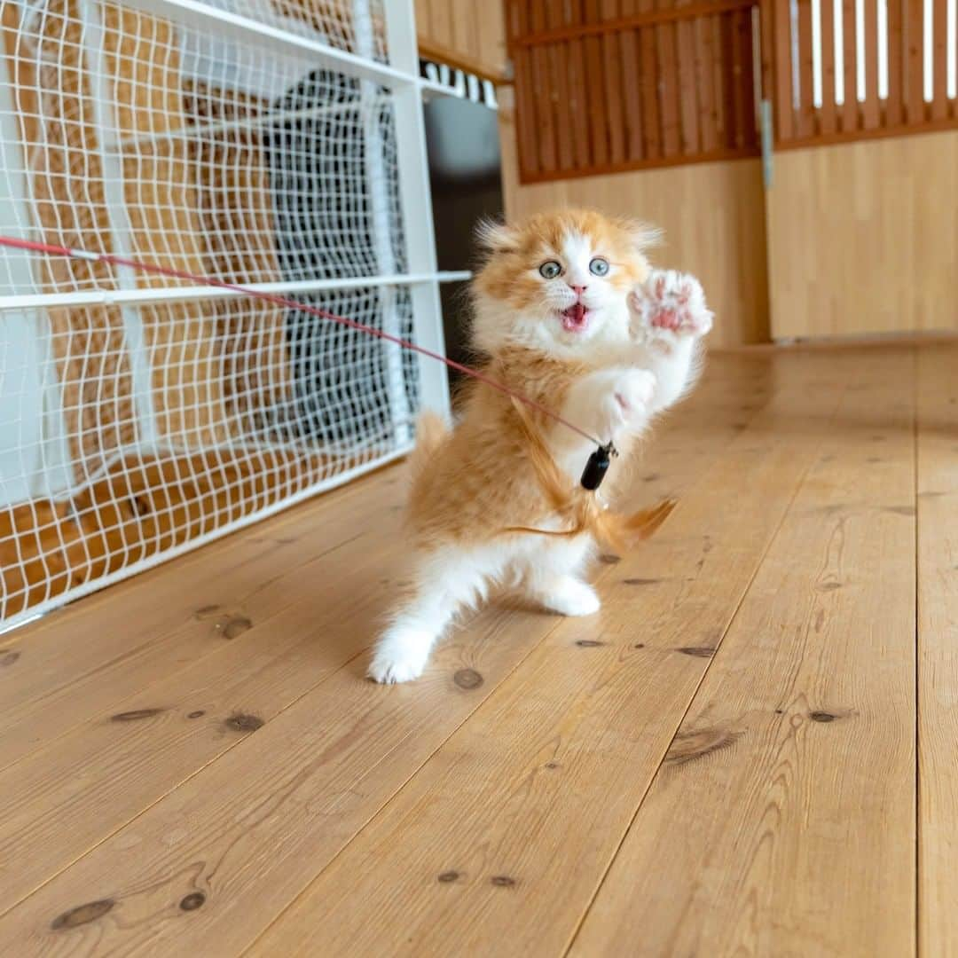 マアルさんのインスタグラム写真 - (マアルInstagram)「マロンさん #🐈 #北海道 #旭川市 #猫専用ペットホテル #マアル #ねこは人を笑顔にする #猫好きさんと繋がりたい #ねこのいる生活 #猫のいる暮らし #nekoclub #catsofinstagram #cats_of_world #catstagram #ig_japan #excellent_kittens #topcatphoto #bestrew #exclusive_cats #ig_catclub #cat_features #meowbox #kings_cats #pocket_pets #happycatclub #cutecatshow #catloversclub」3月5日 16時39分 - psmaaru