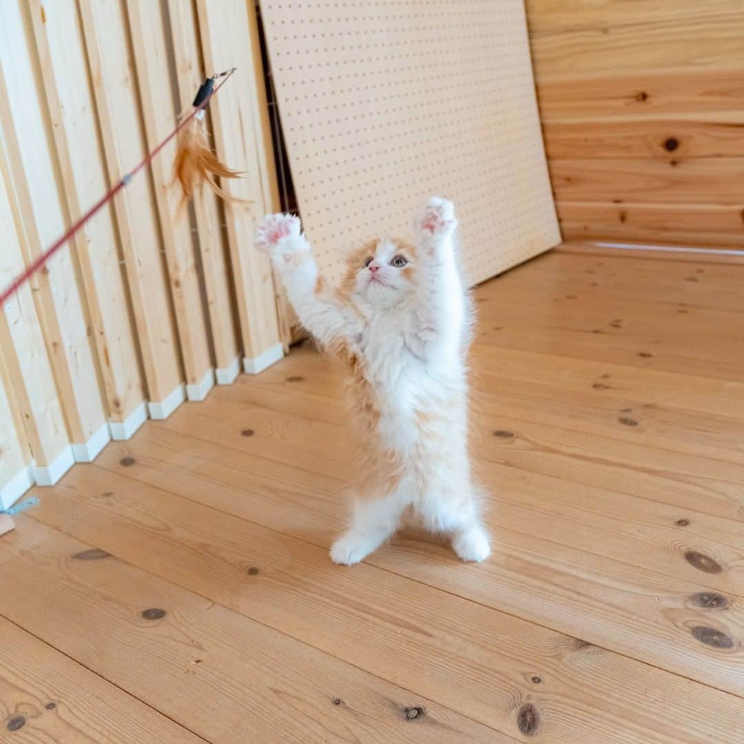 マアルさんのインスタグラム写真 - (マアルInstagram)「マロンさん #🐈 #北海道 #旭川市 #猫専用ペットホテル #マアル #ねこは人を笑顔にする #猫好きさんと繋がりたい #ねこのいる生活 #猫のいる暮らし #nekoclub #catsofinstagram #cats_of_world #catstagram #ig_japan #excellent_kittens #topcatphoto #bestrew #exclusive_cats #ig_catclub #cat_features #meowbox #kings_cats #pocket_pets #happycatclub #cutecatshow #catloversclub」3月5日 16時39分 - psmaaru