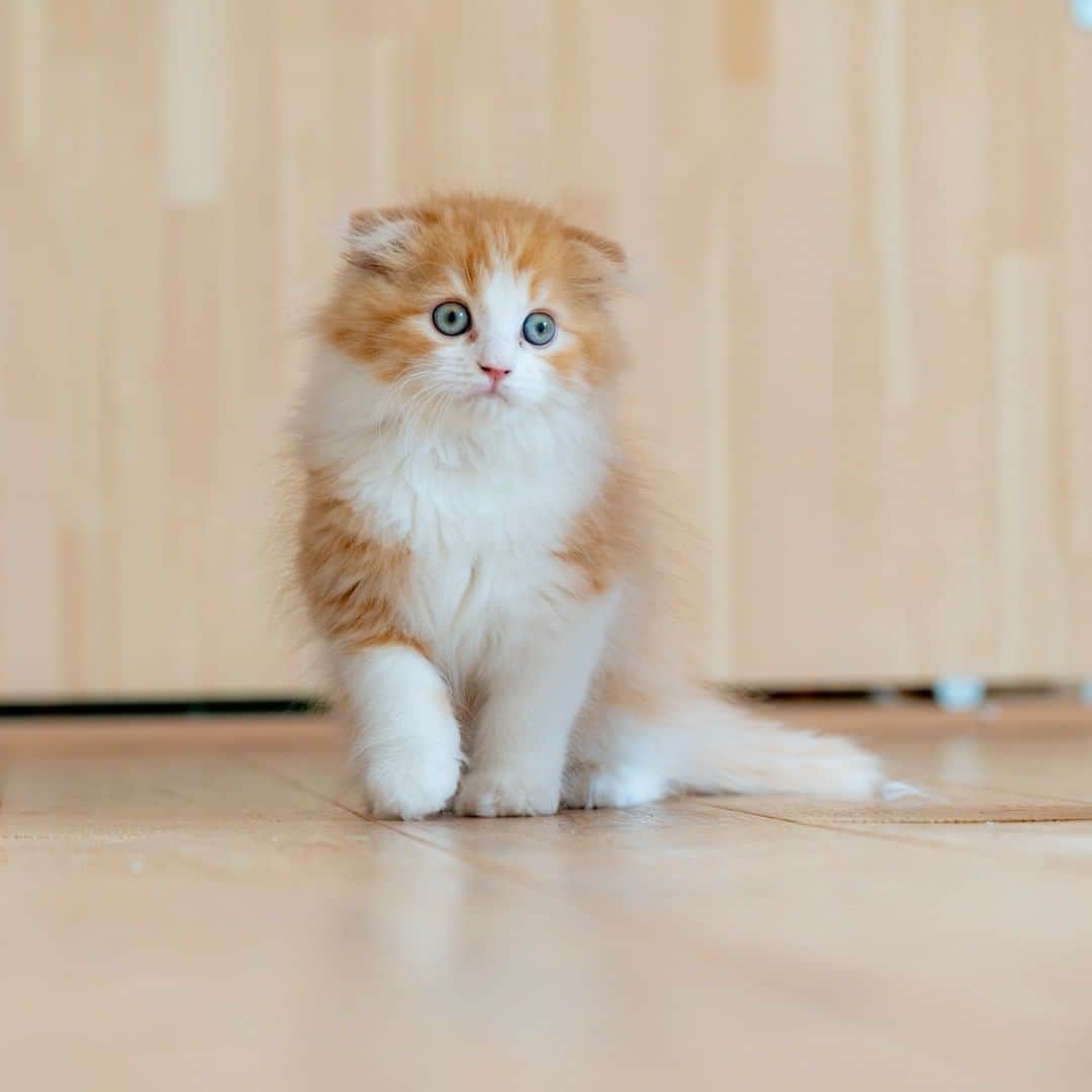 マアルさんのインスタグラム写真 - (マアルInstagram)「マロンさん #🐈 #北海道 #旭川市 #猫専用ペットホテル #マアル #ねこは人を笑顔にする #猫好きさんと繋がりたい #ねこのいる生活 #猫のいる暮らし #nekoclub #catsofinstagram #cats_of_world #catstagram #ig_japan #excellent_kittens #topcatphoto #bestrew #exclusive_cats #ig_catclub #cat_features #meowbox #kings_cats #pocket_pets #happycatclub #cutecatshow #catloversclub」3月5日 16時39分 - psmaaru