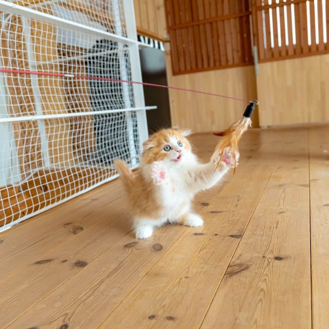 マアルさんのインスタグラム写真 - (マアルInstagram)「マロンさん #🐈 #北海道 #旭川市 #猫専用ペットホテル #マアル #ねこは人を笑顔にする #猫好きさんと繋がりたい #ねこのいる生活 #猫のいる暮らし #nekoclub #catsofinstagram #cats_of_world #catstagram #ig_japan #excellent_kittens #topcatphoto #bestrew #exclusive_cats #ig_catclub #cat_features #meowbox #kings_cats #pocket_pets #happycatclub #cutecatshow #catloversclub」3月5日 16時39分 - psmaaru