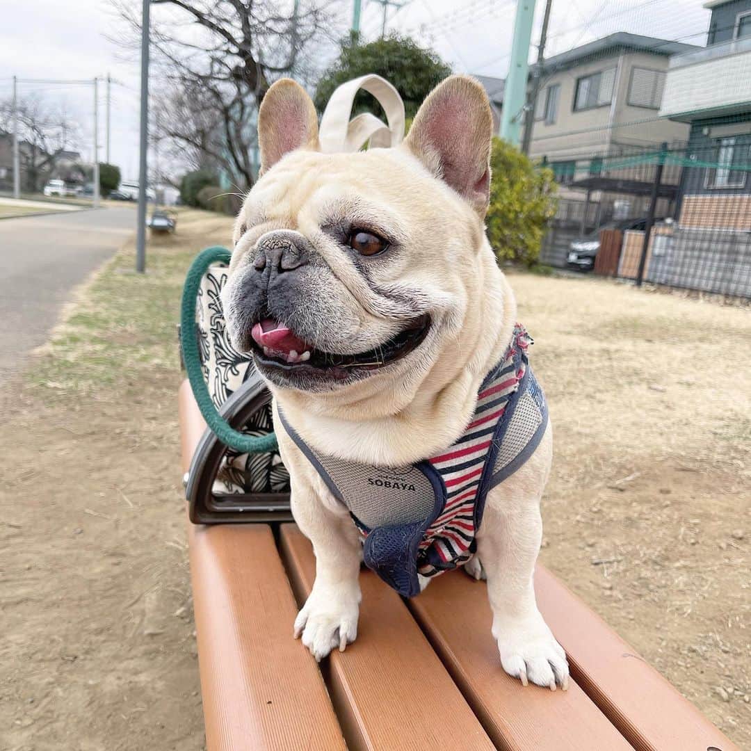 Ham-chanさんのインスタグラム写真 - (Ham-chanInstagram)「今日はうたくんと散歩。初めて2人で散歩したな。うたくんお嫁さん募集中だそうです。  #frenchbulldog #frenchie #フレンチブルドッグ #フレブル #うたくん」3月5日 16時52分 - hide_ham_tank
