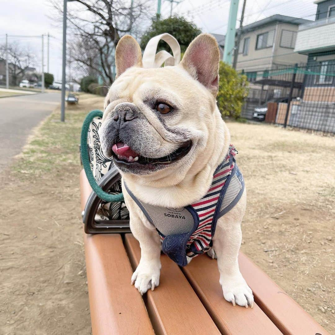 Ham-chanのインスタグラム：「今日はうたくんと散歩。初めて2人で散歩したな。うたくんお嫁さん募集中だそうです。  #frenchbulldog #frenchie #フレンチブルドッグ #フレブル #うたくん」