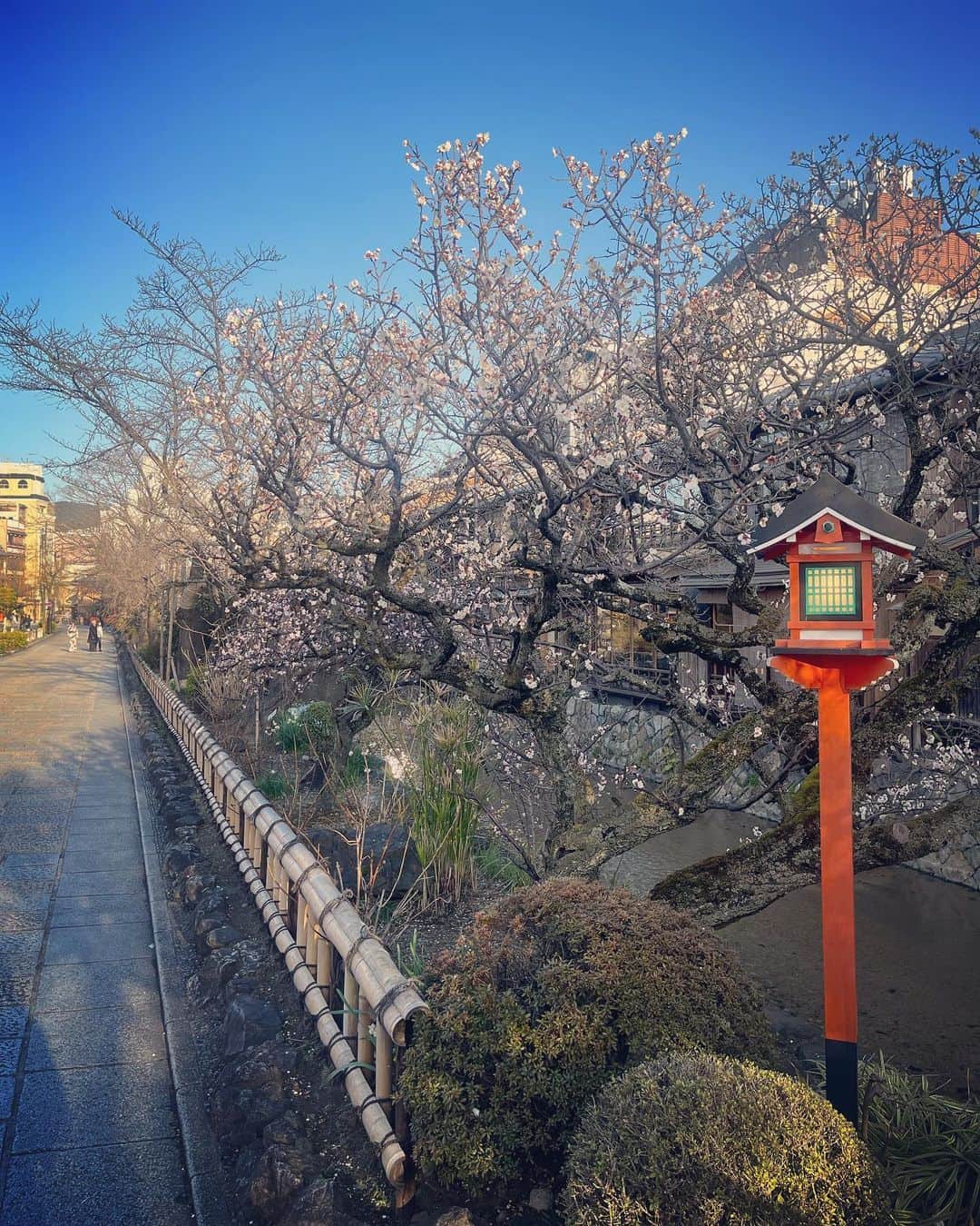 立花セリさんのインスタグラム写真 - (立花セリInstagram)「祇園の梅の花はまだまだ三分咲きでも綺麗でした🌸桜並木が満開になったら、また来たいな🫧𓂃𓈒𓏸︎︎︎︎🌸🌱🌱‬🌸𓂃𓈒𓏸︎︎︎︎🫧  #くらぶ美由紀#神奈比#祇園は遊びに行きたいお店がいっぱい😻」3月5日 17時21分 - celine_dion.jp