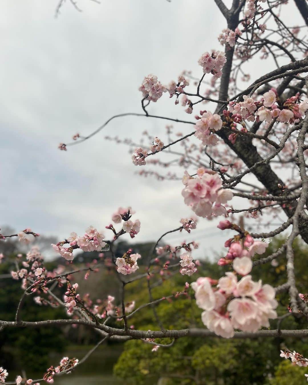 有馬綾香さんのインスタグラム写真 - (有馬綾香Instagram)「久々の鎌倉☕️ もう桜咲いてたよ🌸  早く暖かくならないかなぁ〜 断捨離し過ぎてアウターがないんだよなぁ🙃」3月5日 18時00分 - ayakaarima