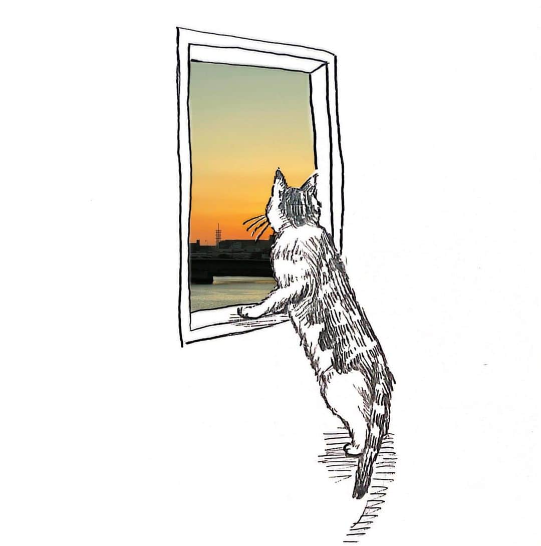 のインスタグラム：「🌇 猫(ちゃちゃ)は毎日窓の外を見ている。 うちの窓から見える景色は運が良いとたまに鳥がいるくらいでそんなに面白くないのでもっと色んなものを見せてやりたくなる。 が、移動は猫のストレスになるし猫はこの家でかなり落ち着いている様子なので家の中でこれからもどうにか楽しくやっていきたい。  ちゃちゃ、君がいつか骨になったら私はスカイツリーにでも登ろうかと思う。 1番高いところまで行こう。 お金がかかるらしいけど行こう。 一緒に行こう。 君は高いところが大好きだから。 君が見たことない景色をたくさん見せてやりたいんだ。 でもそのいつかはなるべく遠い日がいい。   #猫  #猫のいる暮らし  #イラスト  #夕日」