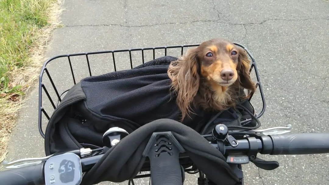 ななこさんのインスタグラム写真 - (ななこInstagram)「電動アシスト自転車購入🚴 クロスバイク型で絶好調🚴💨 純正のカゴが横長で、 まさに「ダックス専用カゴ」  スマホを固定するやつ買ったら、 サイクリング動画撮りたいなっ❗  #犬 #愛犬 #ダックス  #ダックスフンド #カニンヘン  #カニンヘンダックス  #dog #dachshund #doxie  #dogstagram #instadog  #instadachshund  #サイクリング  #電動アシスト自転車」3月5日 18時28分 - nanaco_dachs