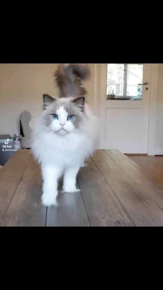 Princess Auroraのインスタグラム：「The OG Catwalk Queen 🐈👑  #runway #catsofinstagram #catwalk」