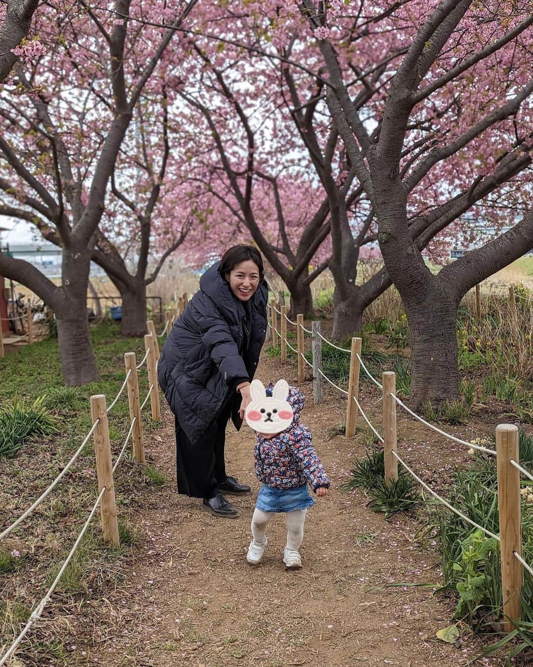 平田薫のインスタグラム：「一年前と今年。 一年でこんなに成長するの、本当すごい。  #河津桜」