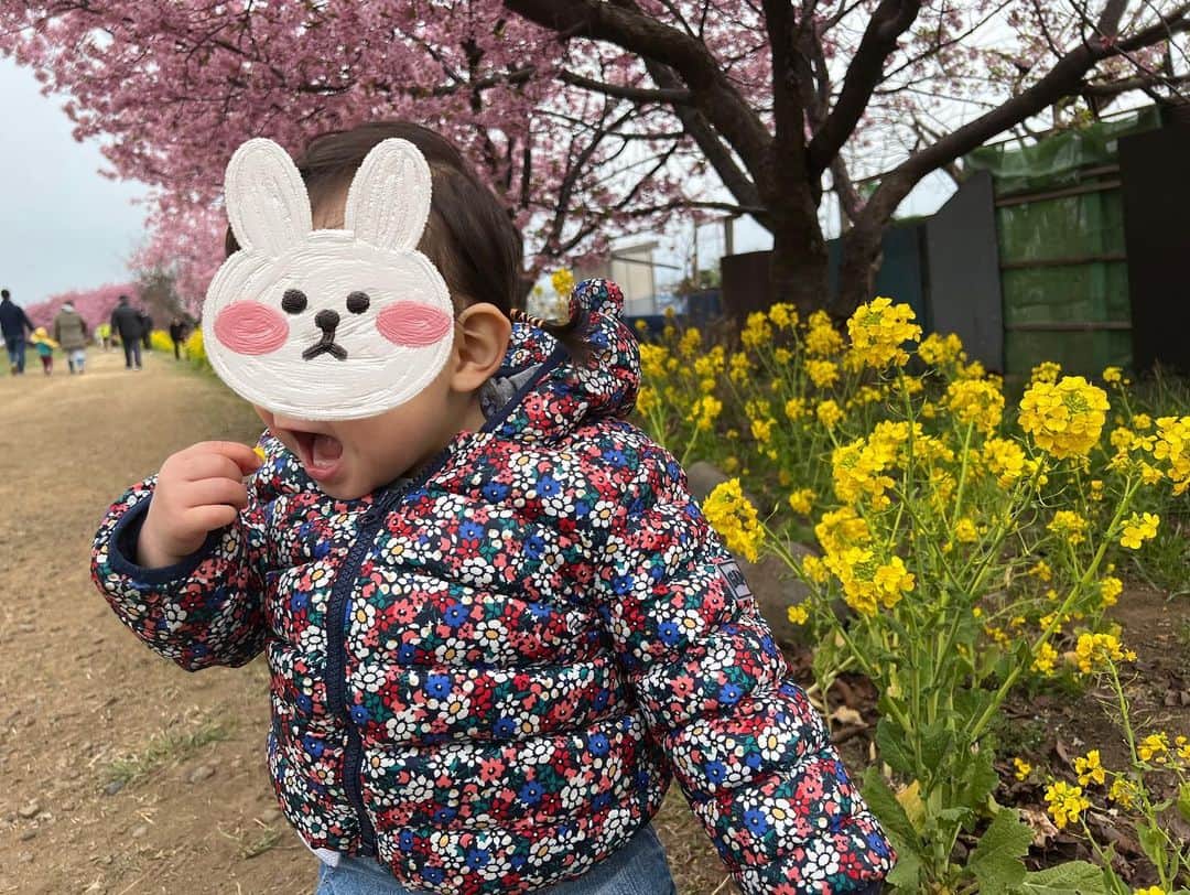平田薫さんのインスタグラム写真 - (平田薫Instagram)「河津桜でお花見🌸 満開でした〜！！ 去年も娘を連れて行ったスポット。 去年は終わりがけに駆け込みでいったので、今年は満開で見にゆけてよかった！ 去年は抱っこでポーッとしながら見ていた桜。 今年は自分で歩き回って、菜の花の花びらを口に入れたり。笑 桜にも喜んで、わー！と声を出して手を伸ばしたりしていました。  最後の2枚はおまけのイチャイチャ写真。  #河津桜」3月5日 18時47分 - hiratakaoru1215