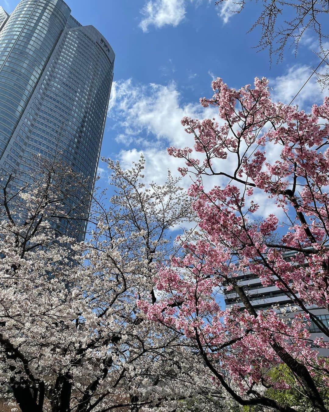 久保田直子のインスタグラム：「テレビ朝日ヨコ、毛利庭園の桜🌸です。待っていたよ〜🤗」