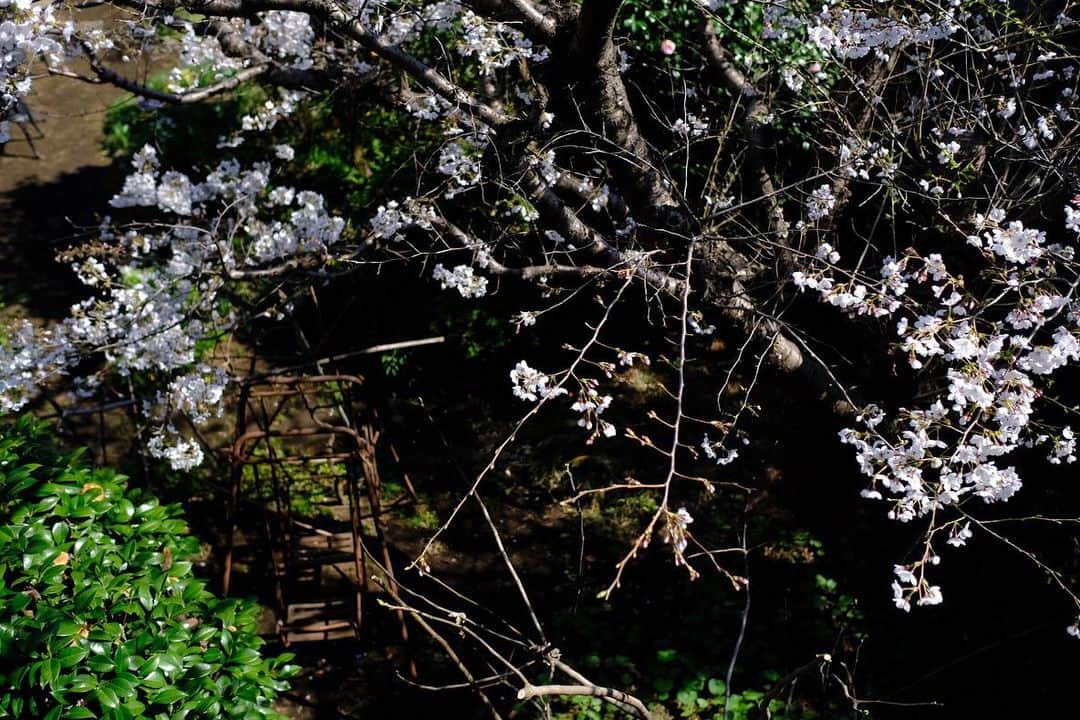 佐野史郎さんのインスタグラム写真 - (佐野史郎Instagram)「咲いてきました🌸 #桜 #まどのそと」3月20日 13時31分 - sanovabitch
