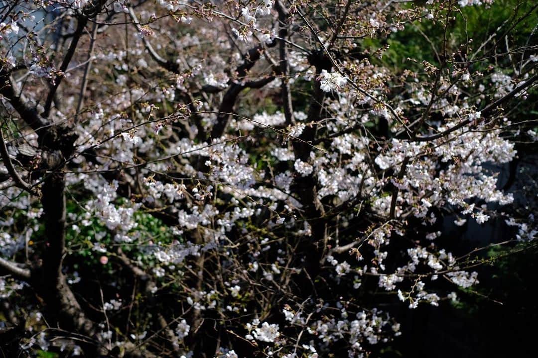 佐野史郎さんのインスタグラム写真 - (佐野史郎Instagram)「咲いてきました🌸 #桜 #まどのそと」3月20日 13時31分 - sanovabitch