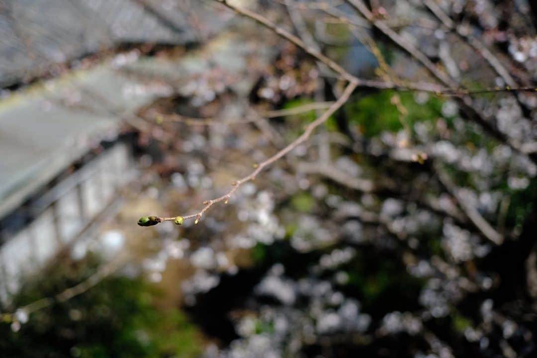 佐野史郎のインスタグラム：「咲いてきました🌸 #桜 #まどのそと」