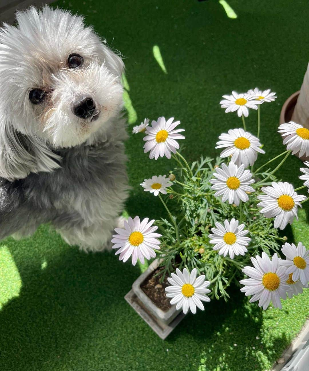 小坂温子さんのインスタグラム写真 - (小坂温子Instagram)「マーガレット🌼と マーガレット🌼🐶 #マルプー  #マガちゃん  #マーガレット  #お花  #良いお天気 #保護犬を家族に」3月20日 13時42分 - kosaka_atsuko