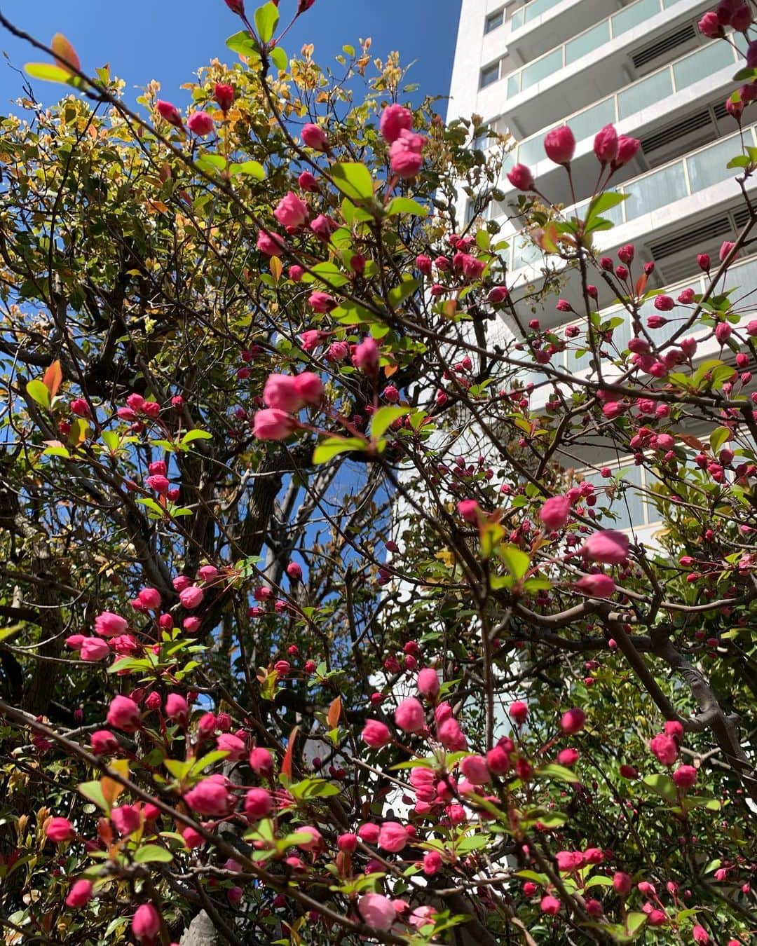 本山なみさんのインスタグラム写真 - (本山なみInstagram)「未来の蕾でいっぱいな今。  #桜の蕾」3月20日 13時42分 - namiii0922