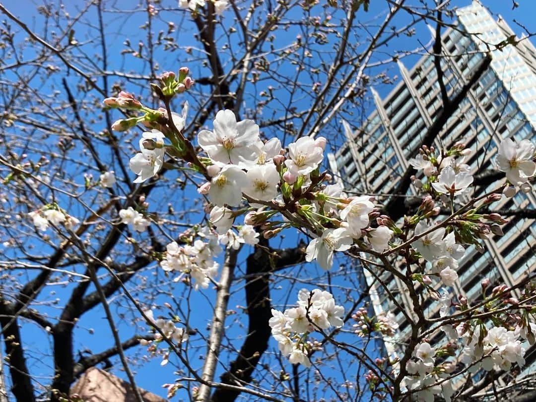 桂春雨さんのインスタグラム写真 - (桂春雨Instagram)「今日の桜。東横堀川水門横の桜です。日当たりの良え場所だけ咲いています。  #桜 #開花 #東横堀川 #水門 #高麗橋 #咲き始め #ソメイヨシノ」3月20日 14時08分 - harusamek